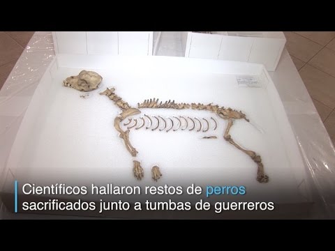 Perú: cementerio prehispánico de perros y humanos bajo zoo