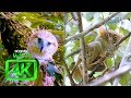 Born To Be Wild Documenting Philippine Eagle And Philippine Tarsier In 4K Full Episode