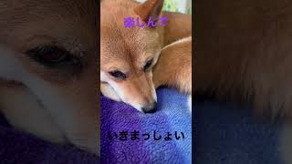今日はいい日だ！　#shibainu #柴犬 #cute  #犬のいる暮らし #千本桜