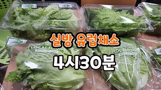 유럽채소.당조고추 실방   광주 농업기술센터 유틉브 강의