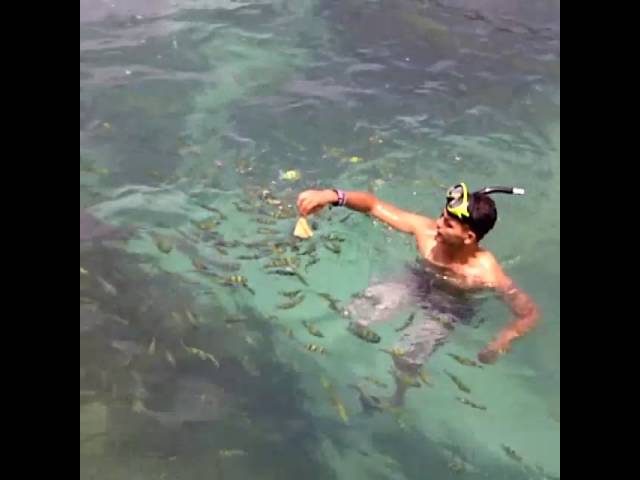 Feeding tropical fish on a secret island