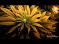 Crooked Stilo-Callese La Boca (1080pHD-HQ)