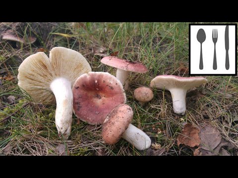Russula vesca (Russula vesca) Jaworzno 18/06/2018