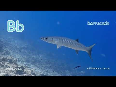 𝐁 𝐟𝐨𝐫 𝐁𝐚𝐫𝐫𝐚𝐜𝐮𝐝𝐚 – 🐟✨𝐄𝐱𝐩𝐥𝐨𝐫𝐞 𝐭𝐡𝐞 𝐒𝐥𝐞𝐞𝐤 𝐚𝐧𝐝 𝐒𝐩𝐞𝐞𝐝𝐲 𝐏𝐫𝐞𝐝𝐚𝐭𝐨𝐫𝐬 𝐨𝐟 𝐭𝐡𝐞 𝐒𝐞𝐚 𝐰𝐢𝐭𝐡 𝐌𝐢𝐥𝐥𝐢 𝐚𝐧𝐝 𝐌𝐚𝐱! 🌊✨