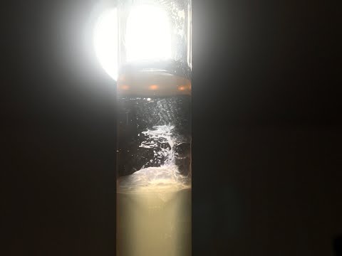 DNA Extraktion (Tomate)