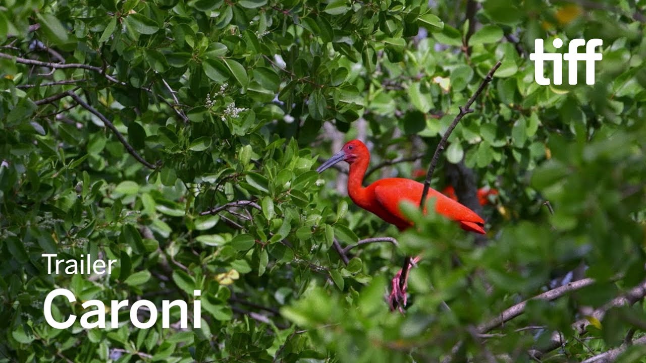 CARONI Trailer | TIFF 2018