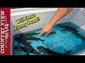 Will These Fish Solve The Duckweed Problem In My Pond