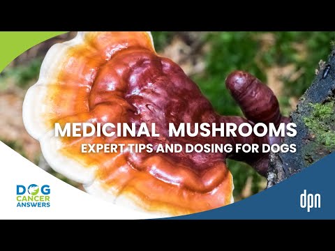Can Dogs Eat Mushrooms? Expert Tips Plus Dosing! | Dr. Robert Silver