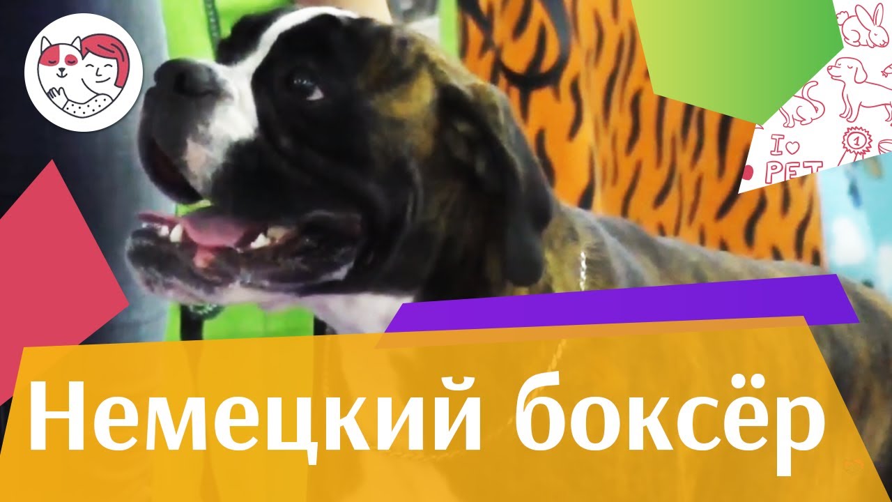 Немецкий боксер на ilikepet. Особенности породы, уход
