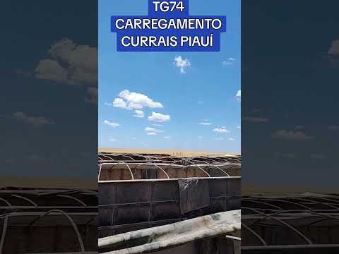 CARREGAMENTO,CURRAIS PIAUÍ.