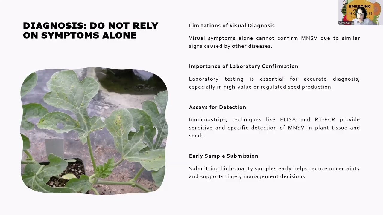 Melon necrotic spot virus (MNSV), EVCWG (2026)