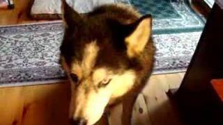 Cojo Begging Moms Breakfast