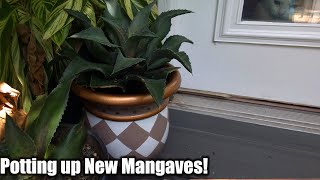 Potting Mangaves and Painting Pots