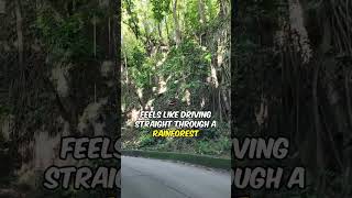 Fern Gully Ocho Rios Jamaica | Scenic Drive Through the Rainforest | Cruise Excursion Highlight
