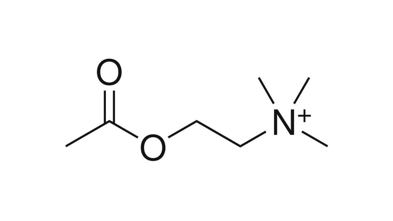 Bases S10 Neurotransmissores