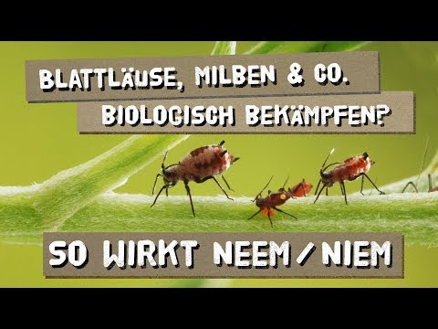 , title : 'Blattläuse, Milben und Co. bekämpfen - Wirkungsweise von Neem/Niemöl'
