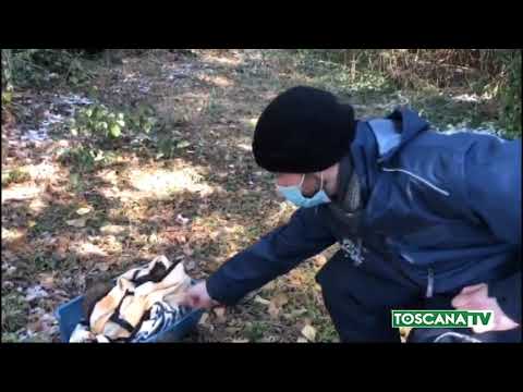 2021-02-16 FIRENZE - LIBERATA LA VOLPE CHE AVEVA DORMITO A S. MARIA NUOVA