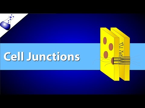 Cell Junctions