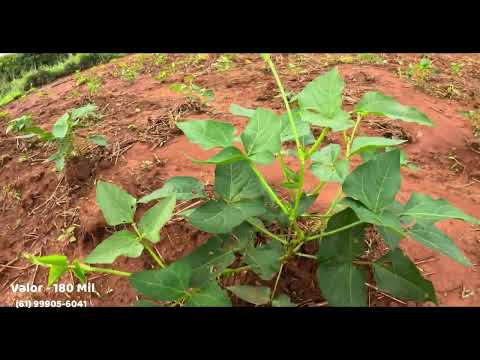 A Venda essa chácara escriturada em Vila Boa Go