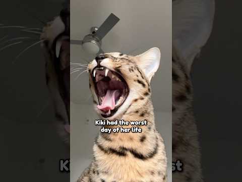 A Series of Terrible Events 😢