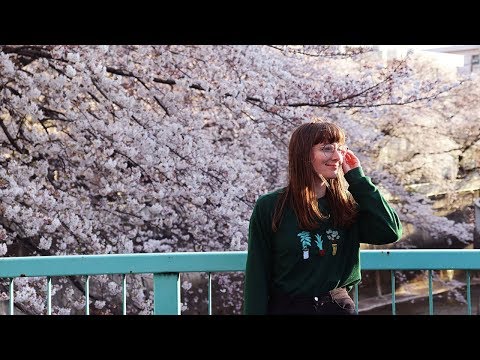 Picnicking under the cherry blossoms by myself