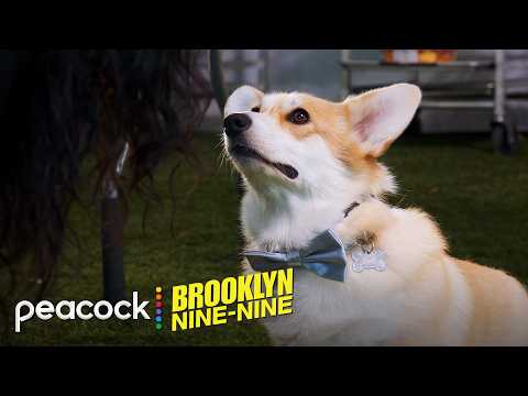 Fluffy Boy: The Chronicles of Cheddar | Brooklyn Nine-Nine