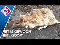 Ratten drijven bewoners tot wanhoop
