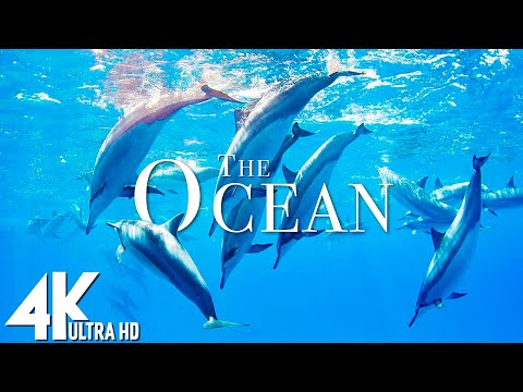 3 HOURS of 4K Underwater Wonders + Relaxing Music - Coral Reefs & Colorful Sea Life in UHD