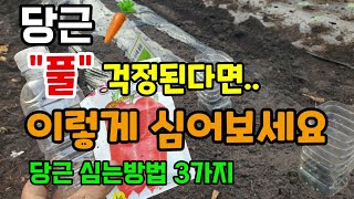 당근심는시기 당근심기전 풀이 걱정된다면 이렇게 심어보세요 당근심는방법 3가지 장마에 당근심는이유 당근키우기