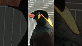 Download lagu BEO NIAS SUARA ASLI mp3