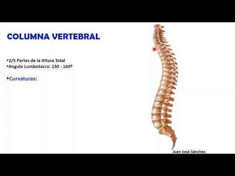 FISIOLOGÍA DE LA COLUMNA VERTEBRAL 1 5    Generalidades, Curvaturas