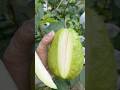 Cutting Giant Seedless Guava At The Farm Fruit Cuttingfruits Guava