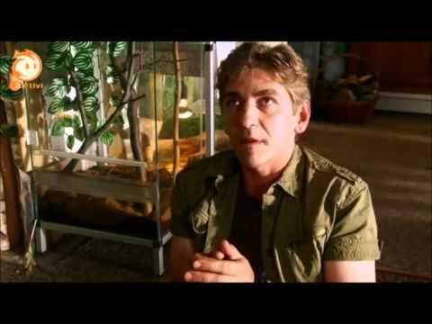 Löwenzahn - 281 (81) Echsen - Die letzten Saurier