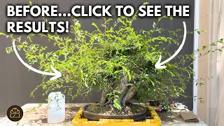 Turning this MESS Into a Show-Ready Bonsai Step-by-Step