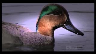 The 8 Best Documentaries About Ducks