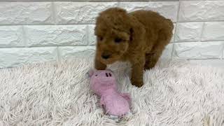 トイプードルの動画01