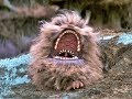 The wrath of Fizzgig  in the Dark Crystal   (hi-res 1080)