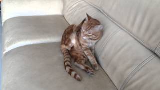 preview picture of video 'Cat on the couch'