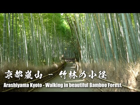Arashiyama Kyoto -  The most beautiful bamboo forest in Japan | 4K
