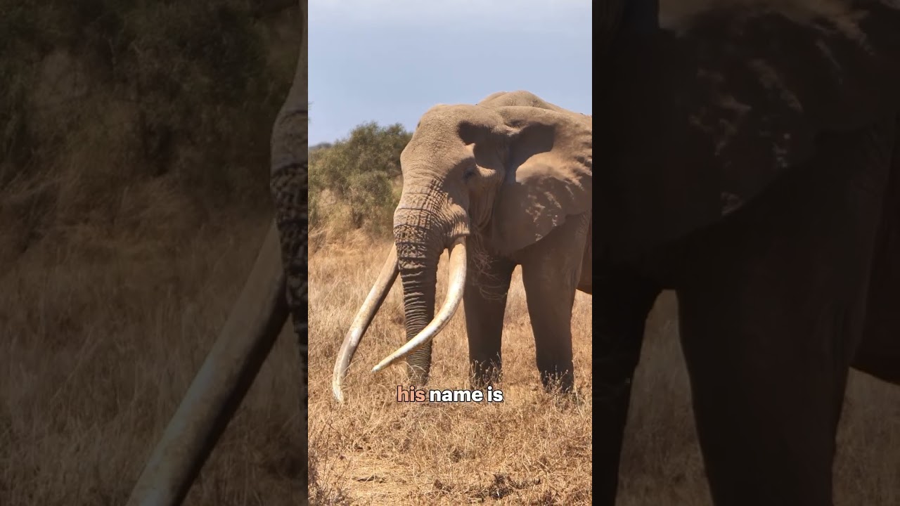 Super tuskers like Craig are running out of space