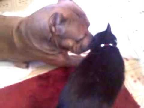 3 Legged Pitbull (Silvio) Pit Bull Plays with Cat