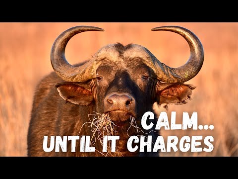 Are Cape Buffalo REALLY Africa's Most DANGEROUS Animal?