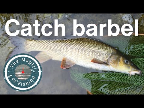 How to catch barbel from small rivers