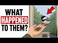 This strange thing will happen when you feed the birds every day