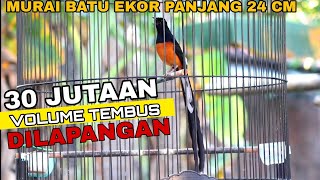 Download lagu Murai batu ekor 24 cm volume tembus lapangan mp3 Download lagu Murai batu ekor 24 cm volume tembus lapangan mp3