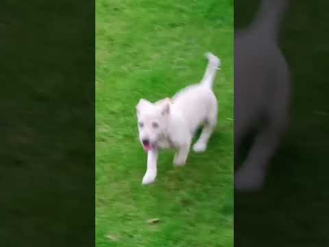 Lets play!!!!!   #dogs #dogshorts #dogslife #sunday #funday #puppylove #puppies