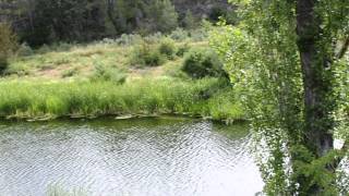 preview picture of video 'voces de las aves del cauce del río Matarraña, el 9 de Junio de 2013.'