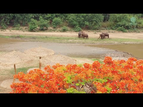 Elephant Rushed From The Jungle To The River To Have A Conversation - ElephantNews