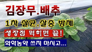 [텃밭농부 2,062]  김장무. 배추 1차 살충 및 살균 방제작업. 생장점을 지켜라! #배추재배 #무우재배