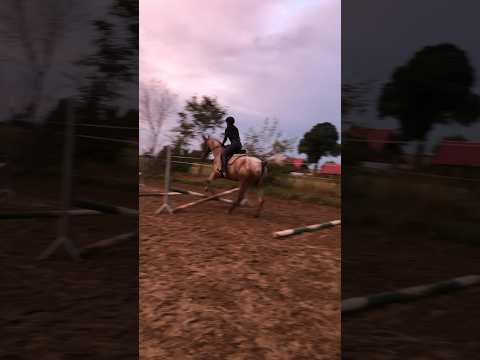 Pierwsze „skoki” na dużym koniu 🐎🤭 #koń #horses #stajnia #jeździectwo #stajniapopławce #equestrian